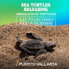 Sea Turtles  Releasing