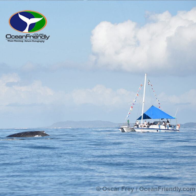 Whale Watching Tours