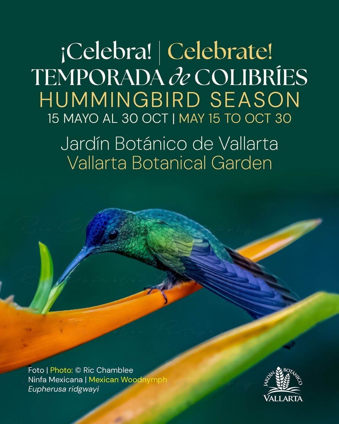 Hummingbird Season