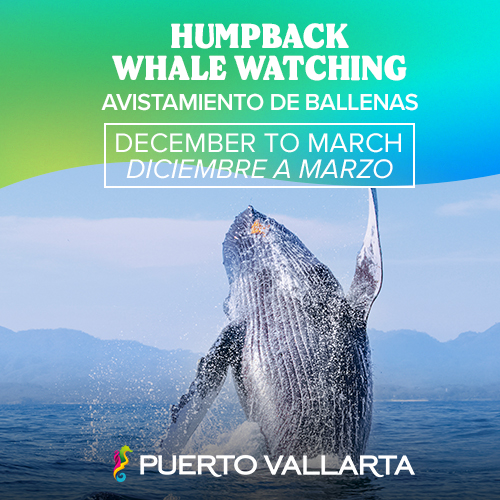 Humback Whale Watching