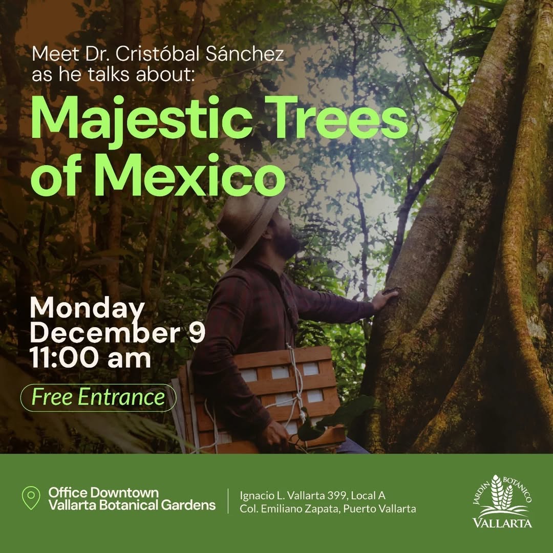 Majestic Trees of Mexico